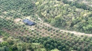 Ministerio Público y DNCD persiguen a tres hombres por cultivo de marihuana desmantelado en Baní